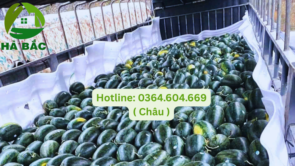 xốp lót dưa hấu