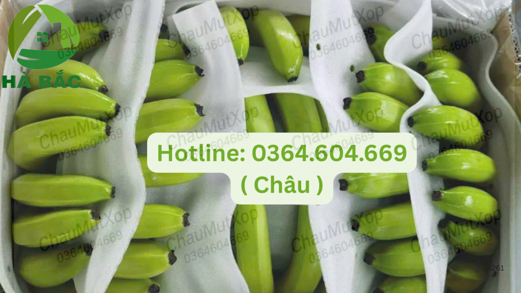 màng foam lót chuối sản xuất tại Gia Lai