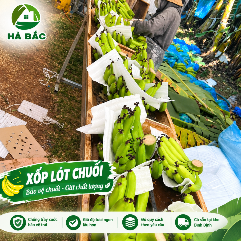 Xốp lót chuối theo yêu cầu